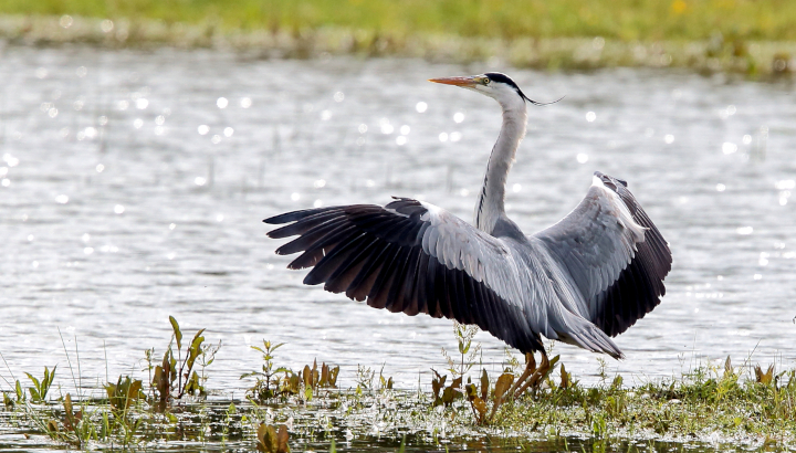 Les oiseaux du domaine du Léché